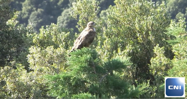 Le bonjour du rapace de la vallée de Lota