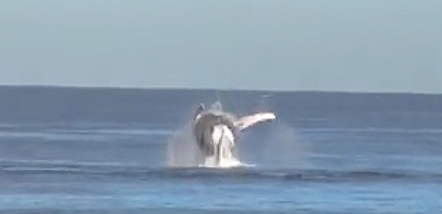 La vidéo du jour : Les baleines font la fête