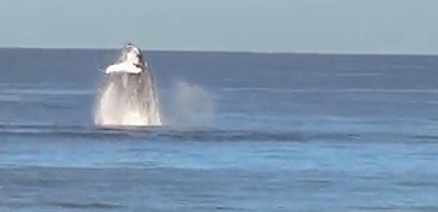 La vidéo du jour : Les baleines font la fête