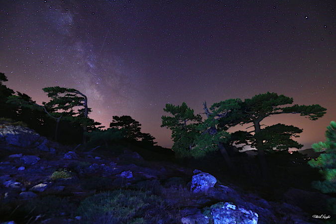 La photo du jour : Les pins Laricio de Bavella sous la Voie lactée