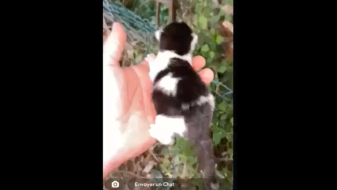 Capture Snapchat d'une des vidéos montrant un chaton balancé à plusieurs mètres. Capture Snapchat d'une des vidéos montrant un chaton balancé à plusieurs mètres.