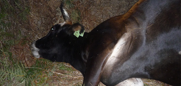  Rovani : Des vaches tuées par un homme à moto