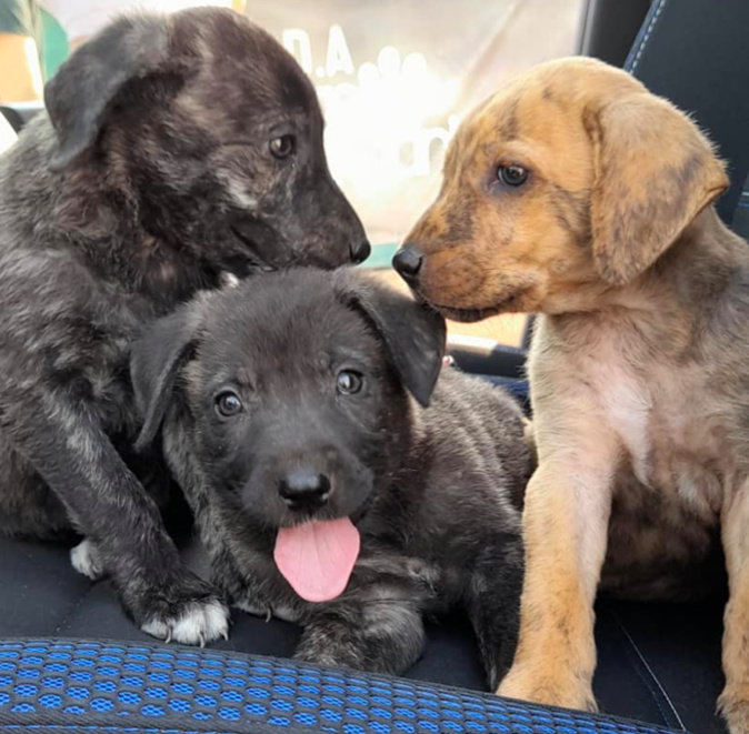 Trois de chiots jetés à la poubelle - crédit photo refuge de Caldaniccia Trois de chiots jetés à la poubelle - crédit photo refuge de Caldaniccia