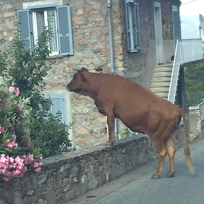 Insolite : la vache… curieuse Insolite : la vache… curieuse