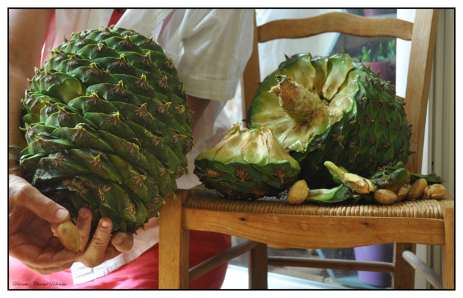 La pomme de pin géante serait le fruit de l'araucaria bidwillii. Photo : Chantal Ribéreau La pomme de pin géante serait le fruit de l'araucaria bidwillii. Photo : Chantal Ribéreau