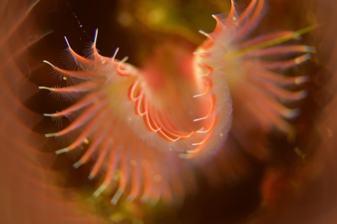 (Photos Tony Viacara)