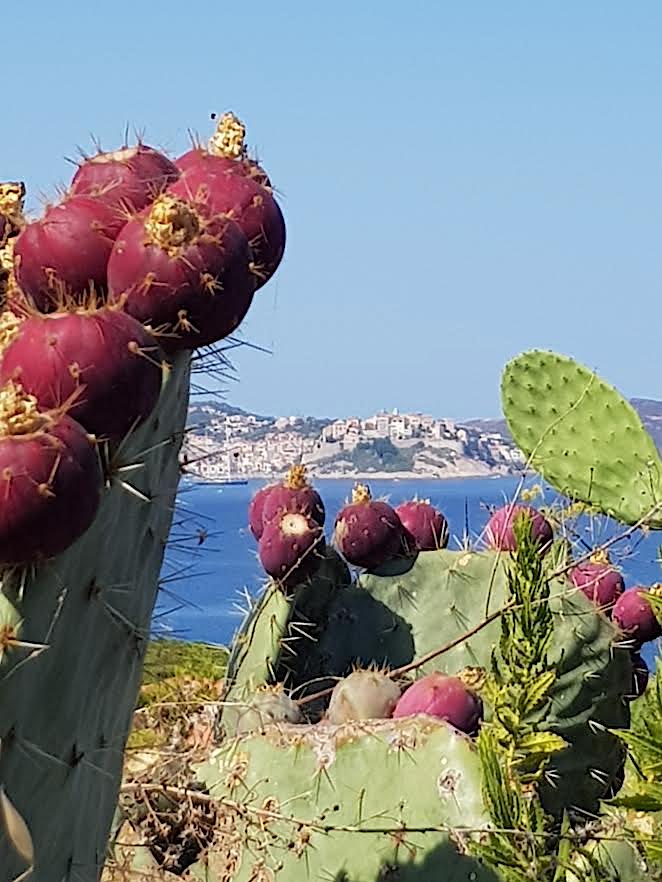 Calvi avec au premier de bien belles figues de barbarie (Mare-Jeanne Savelli)
