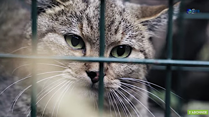 Ghjattu Volpe : la vidéo présentée au congrès mondial de la nature
