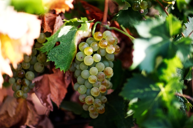 Photo : domaine comte Peraldi Photo : domaine comte Peraldi