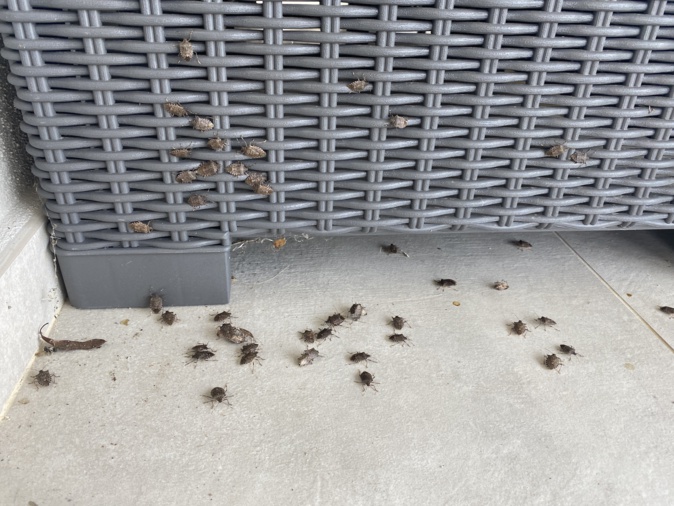 Les punaises diaboliques à Bravone. Les punaises diaboliques à Bravone.