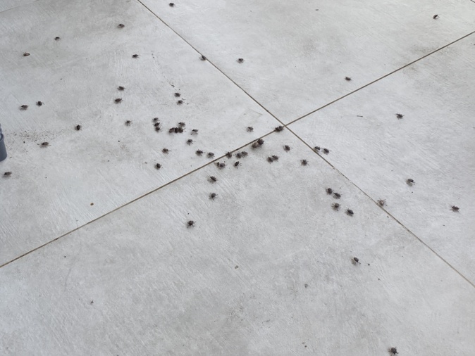 Les punaises diaboliques envahissent la Plaine Orientale Les punaises diaboliques envahissent la Plaine Orientale