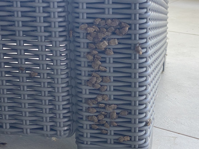 Les punaises diaboliques envahissent la Plaine Orientale Les punaises diaboliques envahissent la Plaine Orientale