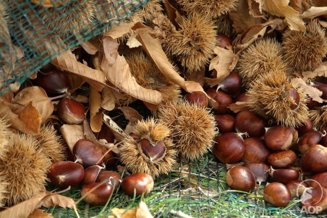 Photo : AOP châtaignes Photo : AOP châtaignes