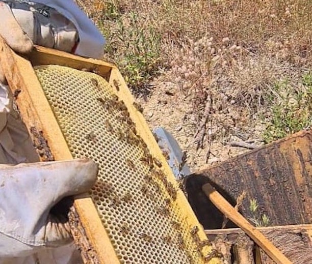 Plus les années passent et plus les abeilles corses ont du mal à produire du miel. Crédits Photo : Pierre-Manuel Pescetti