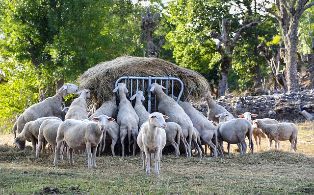 Fièvre catarrhale : en Corse le bilan s'alourdit sans aucune avancée pour les éleveurs 
