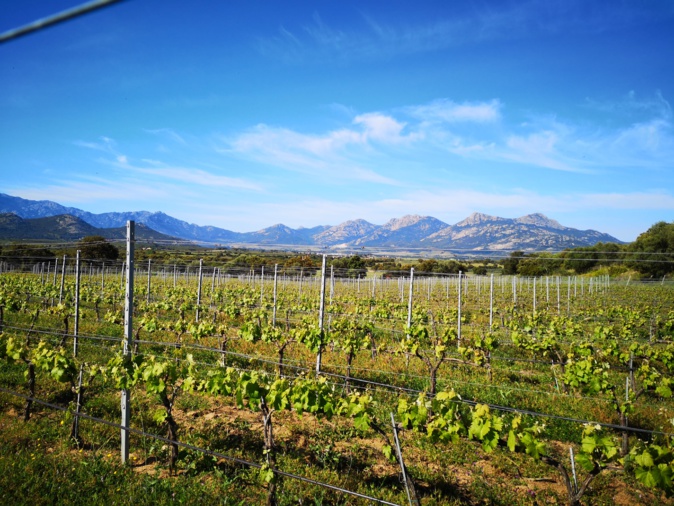 Les exploitations viticoles corses représentent la majorité des exploitations certifiées en Corse. Crédits Photo : Chambre d'Agriculture de Haute-Corse