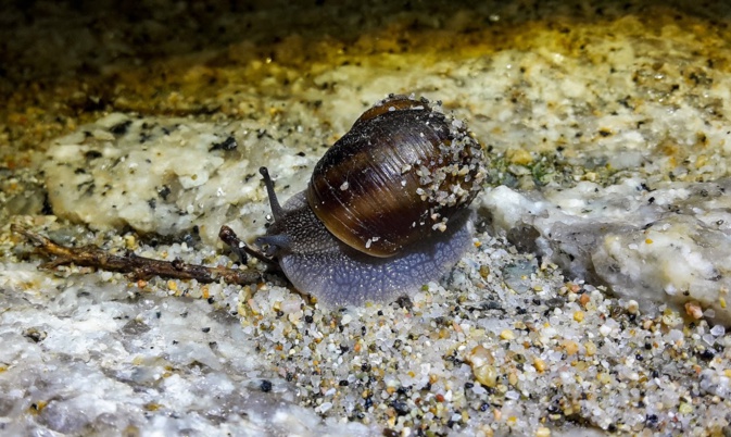 L'escargot Helix ceratina est une espèce endémique de Corse. Photo : Christine Natali