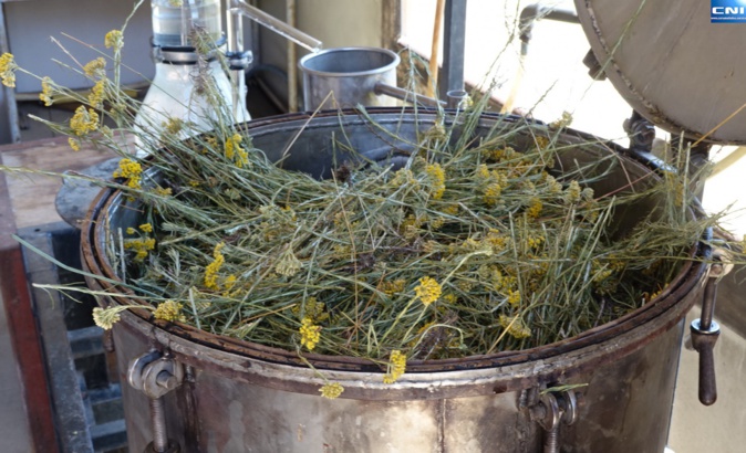 Nepita, erba barona, murza : le maquis corse source d'inspiration pour la création d'huiles essentielles Nepita, erba barona, murza : le maquis corse source d'inspiration pour la création d'huiles essentielles