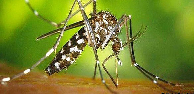 Ajaccio : Un couple infecté par la Dengue