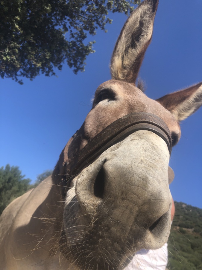 Sumere corsu ou de type corse : attention arnaque !