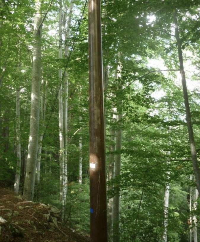 U Cullettivu per a furesta corsa prône des infrastructures fabriquées avec du bois insulaire 