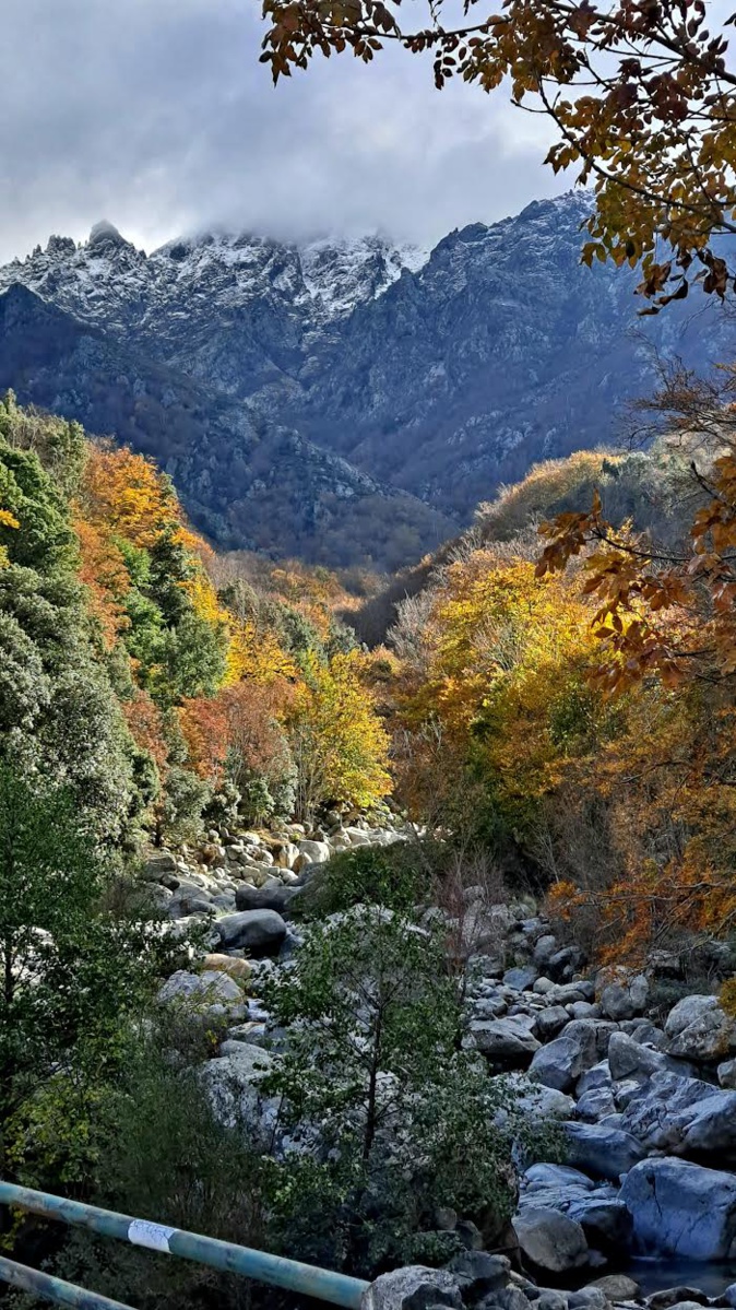La photo du jour : au pied du Cintu, les ors de l'automne