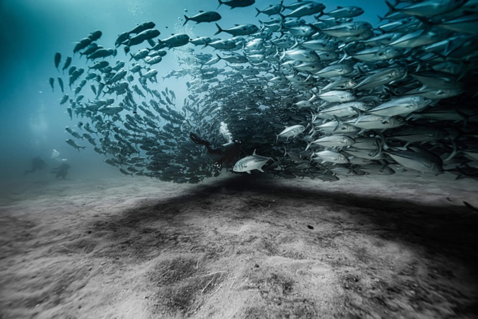 Quand les poissons ouvrent le banc pour Tony Viacara