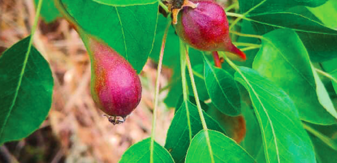 Crédit photo DR Crédit photo DR