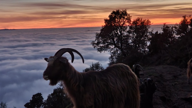 Di a Punta Sarrola....on ne voit plus la vallée...ni même "Aiacciu Bellu"... nous sommes seuls avec nos chèvres... (Raphaël Vesperini)