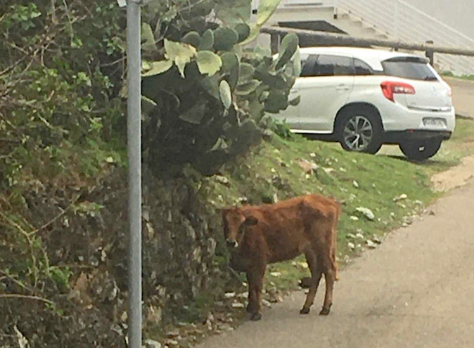 Ville-di-Pietrabugno et Bastia : les bovidés dans la ville Ville-di-Pietrabugno et Bastia : les bovidés dans la ville
