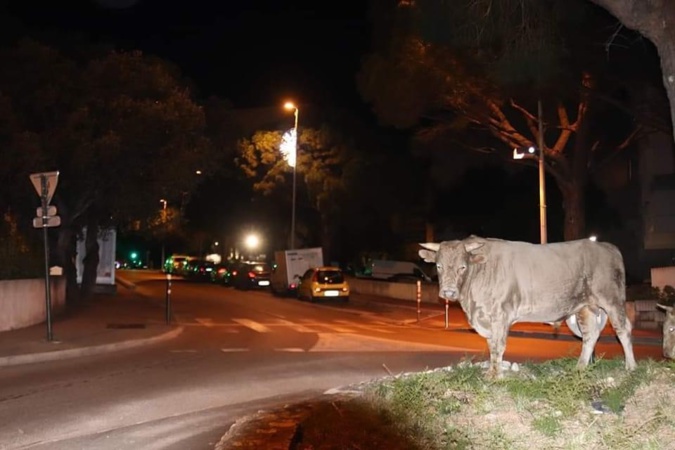 (Photo FB Thomas Bernardini) (Photo FB Thomas Bernardini)