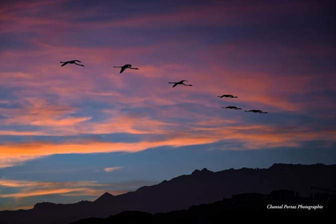 La photo du jour :  vol de flamants roses dans le ciel de Porto-Vecchio