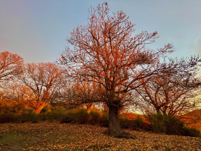 La photo du jour : i belli castagni di Ostricacce La photo du jour : i belli castagni di Ostricacce