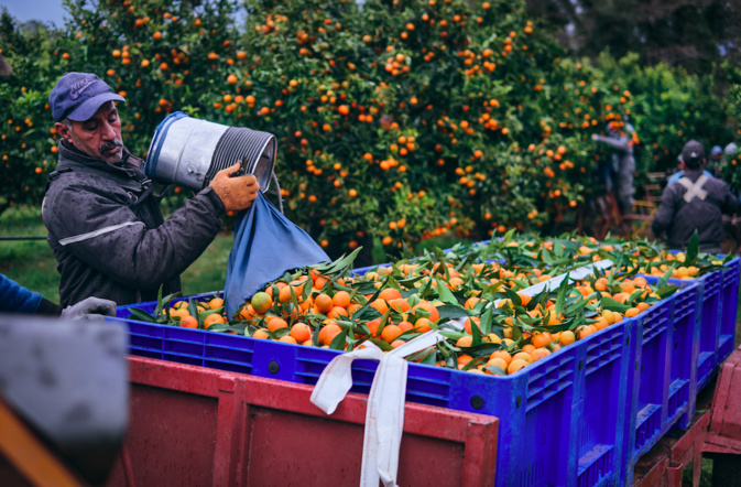 crédit photos : APRODEC-Clémentine de Corse crédit photos : APRODEC-Clémentine de Corse