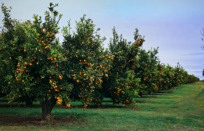 crédit photos : APRODEC-Clémentine de Corse crédit photos : APRODEC-Clémentine de Corse