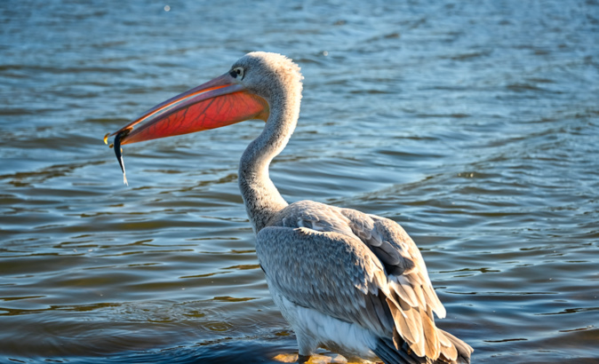 Crédit photo Chantal Portaz Biancarelli Crédit photo Chantal Portaz Biancarelli