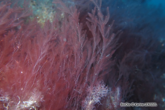 Crédit photo Karine Leriselle - réseau BioObs Crédit photo Karine Leriselle - réseau BioObs