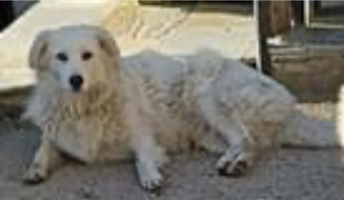 La chienne La chienne