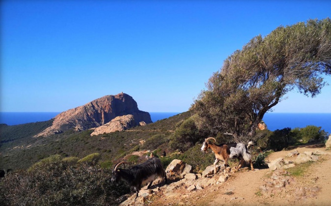 La photo du jour : montée vers Capu Rossu 