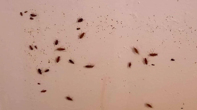 (Documents CNI) (Documents CNI)