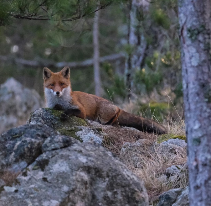 La photo du jour : a volpe di Bavella