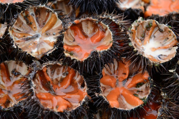 Oursinades géantes sur la presqu'île de la Revellata Oursinades géantes sur la presqu'île de la Revellata