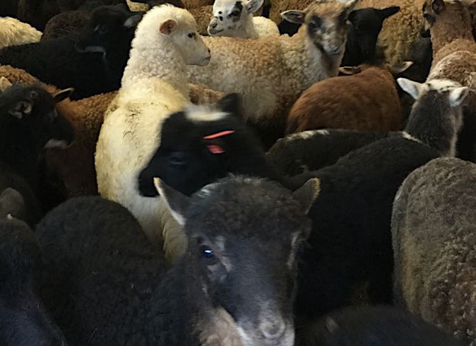 (Photos Steve Mattei) (Photos Steve Mattei)