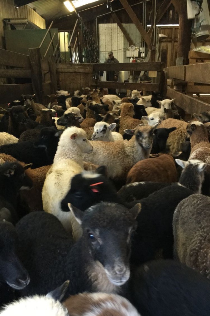 Le Salon de l’agriculture, un tremplin pour l’agneau de lait corse ?