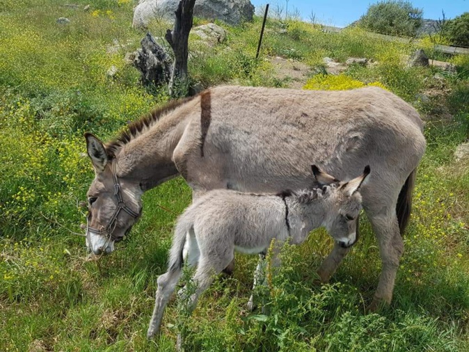 Nebulosa et Liciola di Corsica présentes au SIA 2022 en compagnie de Babonne. Nebulosa et Liciola di Corsica présentes au SIA 2022 en compagnie de Babonne.