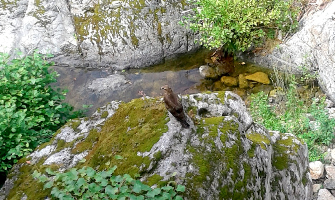 La photo du jour : l'aiglon royal d'Urtaca La photo du jour : l'aiglon royal d'Urtaca