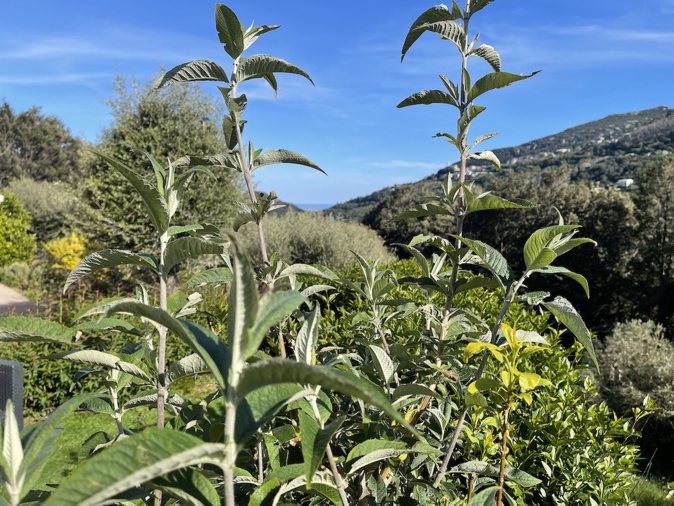 La météo du vendredi 25 mars 2022 en Corse