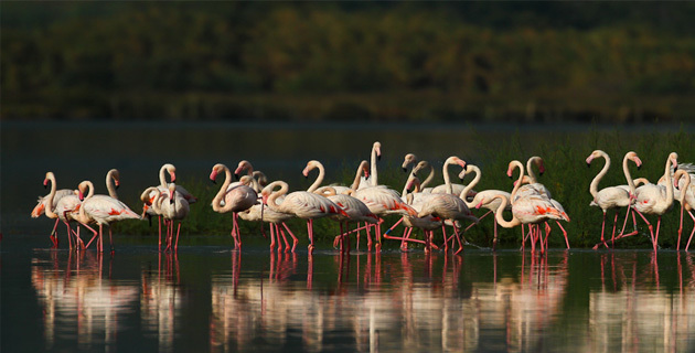 René ROGER / muratello.free.fr René ROGER / muratello.free.fr