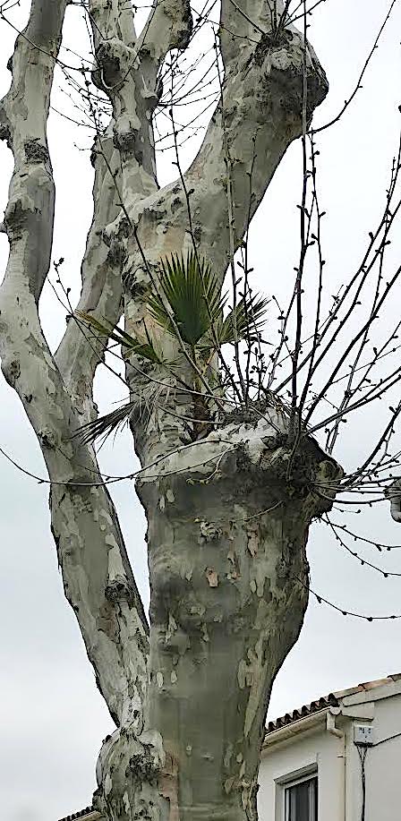 La photo du jour : la palmier-platane de Ghisonaccia