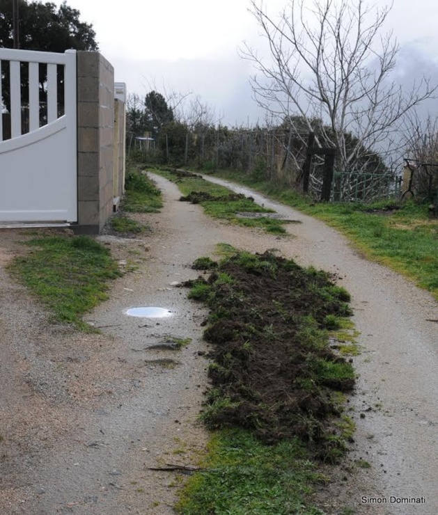 Les sangliers en remettent une couche